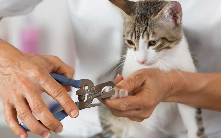 Les 3 Meilleurs Coupe Griffes Chat Pour Une Intervention Facile Et Frequente